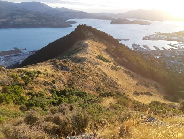 Backyard Bonanza – Urumau MTB park Lyttelton - Chillout